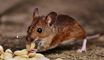 24 Hour & Emergency Exterminators in Sheffield Vlg, OH